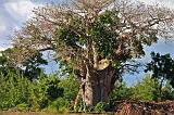 TANZANIA - Pemba Island - 127 Baobab